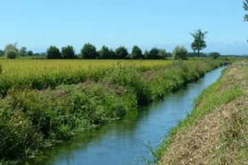 Risaie e Corsi d'acqua d'Irrigazione