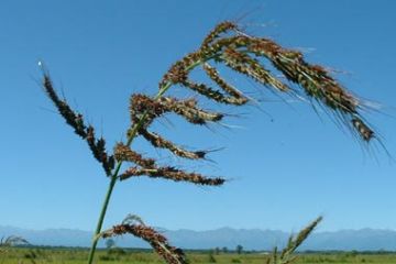 Risaie - Distesa