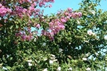 Vegetazione Naturale - Fiori