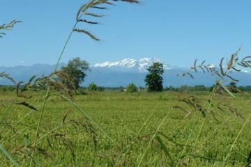 Campi di Riso - Catena del M.Rosa sullo sfondo