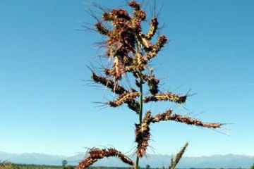 Vegetazione Naturale