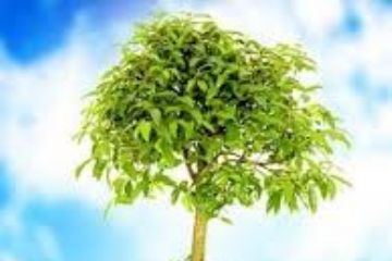 Settimana dell&#39;ambiente
